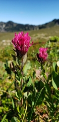 Castilleja parviflora olympica