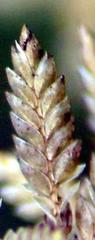 Eragrostis racemosa