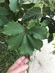Parthenocissus quinquefolia