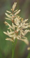 Eragrostis racemosa
