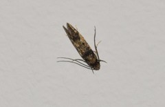 Niditinea fuscella