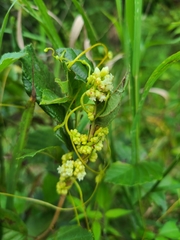 Cuscuta compacta