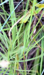 Eragrostis racemosa