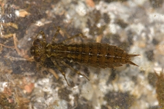 Aeshna cyanea