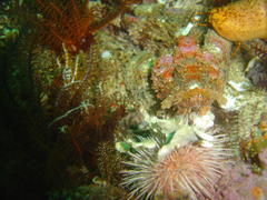 Scorpaena scrofa