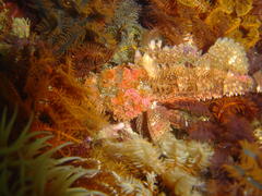 Scorpaena scrofa