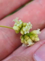Cuscuta compacta