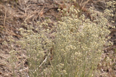 Pseudognaphalium thermale