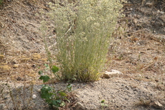 Pseudognaphalium thermale