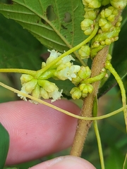 Cuscuta compacta