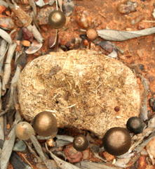 Psilocybe coprophila image