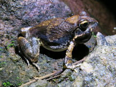 Tomopterna natalensis