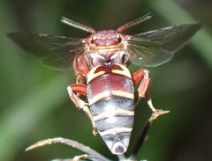 Triepeolus rufithorax