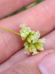Cuscuta compacta