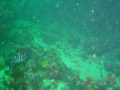 Spondyliosoma emarginatum