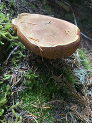 Boletus smithii