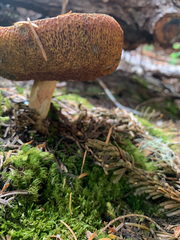 Boletus smithii