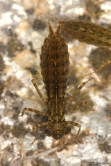 Aeshna cyanea
