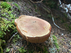 Boletus smithii