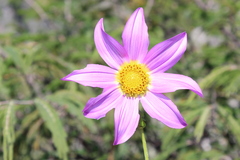 Dahlia scapigeroides