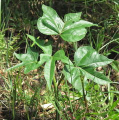 Ipomoea mauritiana