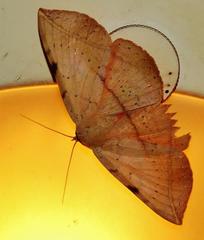 Hypopyra capensis