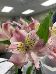 Alstroemeriaceae