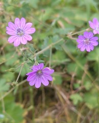 Geranium pyrenaicum
