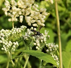 Cylindromyia bicolor