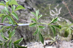 Dahlia scapigeroides