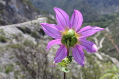 Dahlia scapigeroides