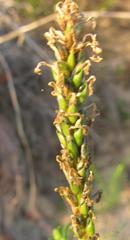 Hebenstretia integrifolia