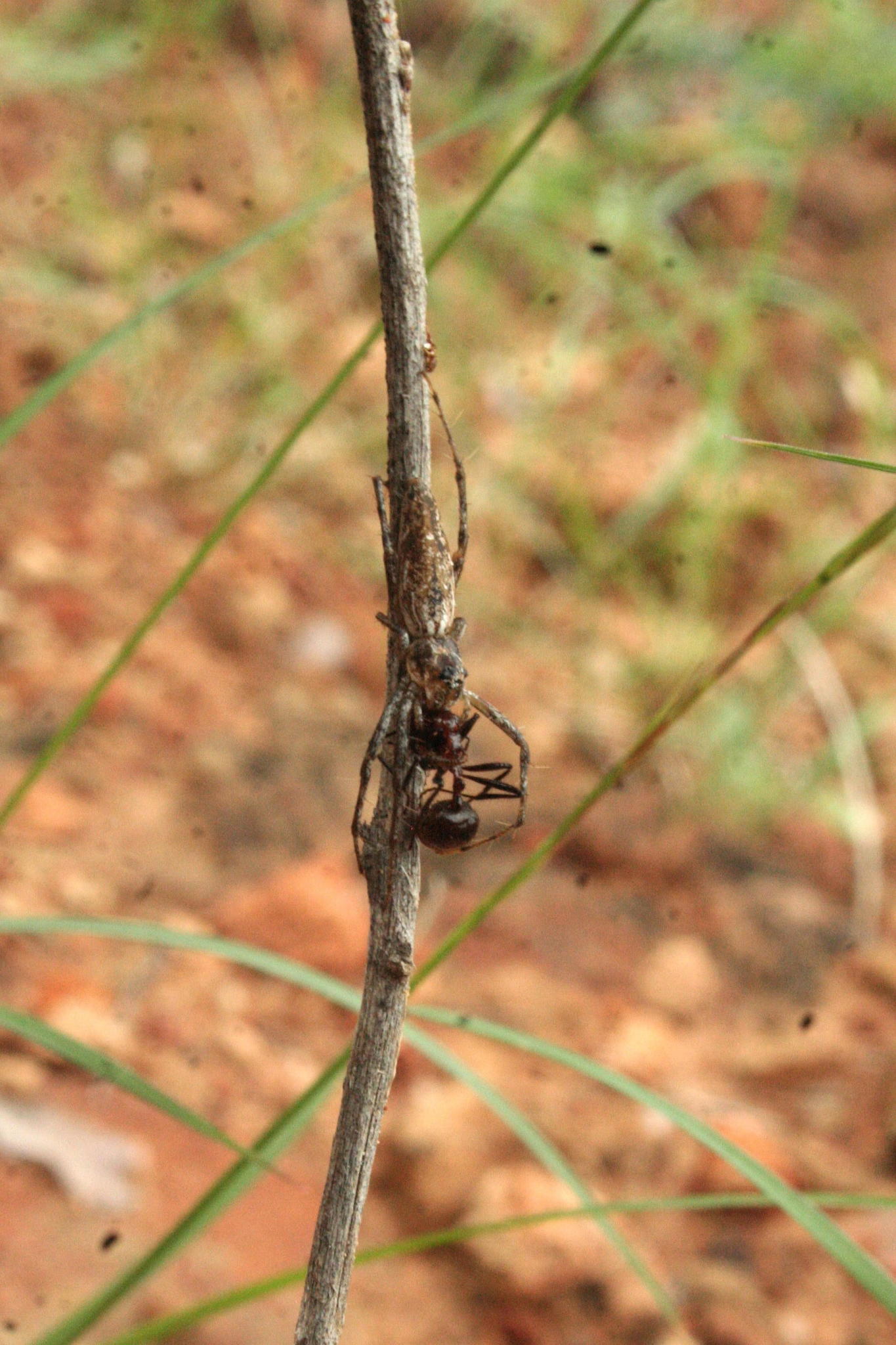 Myrmicaria baumi