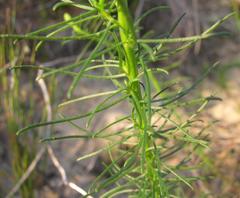 Hebenstretia integrifolia