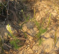 Hebenstretia integrifolia