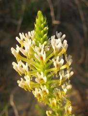 Hebenstretia integrifolia