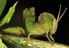Abisares viridipennis