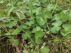 Geranium pyrenaicum