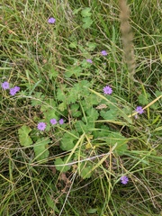 Geranium pyrenaicum