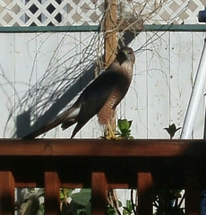 Accipiter cooperii