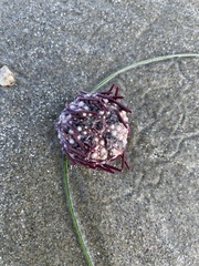 Strongylocentrotidae