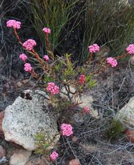 Crassula multiflora