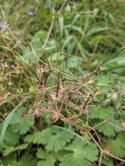 Geranium pyrenaicum