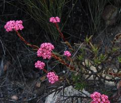 Crassula multiflora