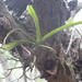 Cyrtorchis praetermissa zuluensis - Photo (c) Suvarna Parbhoo Mohan, some rights reserved (CC BY-NC), uploaded by Suvarna Parbhoo Mohan
