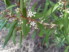 Nematolepis squamea squamea