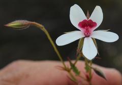 Pelargonium setulosum