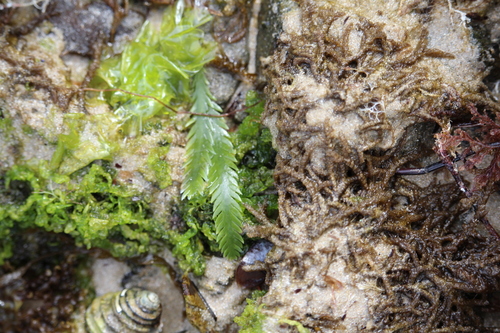 Image of Caulerpa scalpelliformis by (c) Tim, some rights reserved (CC BY-SA)