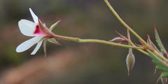 Pelargonium setulosum