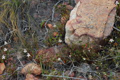 Pelargonium setulosum